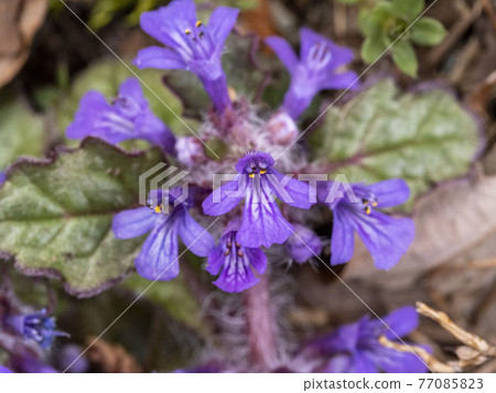 菊花之花 菊花之花 77085823