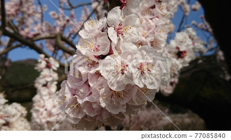 藍天下盛開的安蘇花 77085840