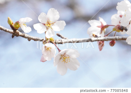 櫻花特寫鏡頭在盛開的 77085848