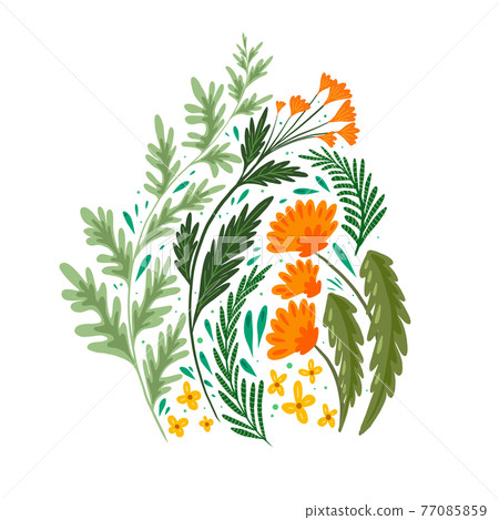 Flat illustration of grass and flower fields. A bouquet of wormwood, fennel, dandelion and St. Johns wort on white background. 77085859