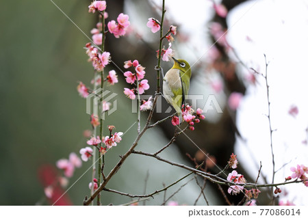 Mejiro and plum blossoms 77086014