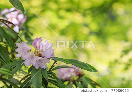 Okadera: Fresh green and Ishikusu flowers and peony blooming in the precincts Okadera: Fresh green and Ishikusu flowers and peony blooming in the precincts 77086053