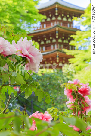岡寺:院內盛開的新綠和石楠花和牡丹 岡寺:院內盛開的新綠和石楠花和牡丹 77086064
