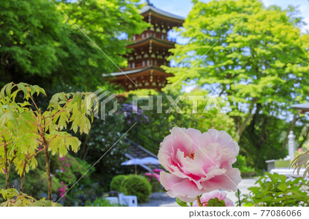 岡寺:院內盛開的新綠和石楠花和牡丹 岡寺:院內盛開的新綠和石楠花和牡丹 77086066