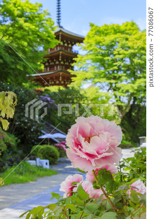 岡寺:院內盛開的新綠和石楠花和牡丹 岡寺:院內盛開的新綠和石楠花和牡丹 77086067