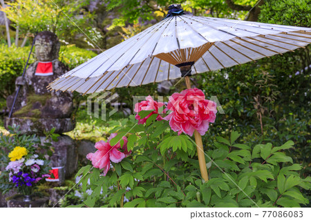 Okadera: Fresh green and Ishikusu flowers and peony blooming in the precincts 77086083