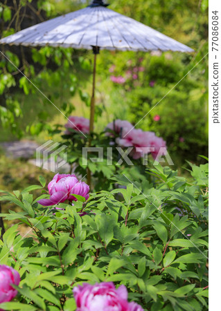 岡寺:院內盛開的新綠和石楠花和牡丹 岡寺:院內盛開的新綠和石楠花和牡丹 77086084