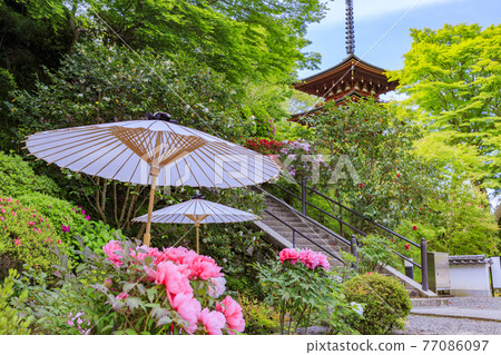 Okadera: Fresh green and Ishikusu flowers and peony blooming in the precincts 77086097