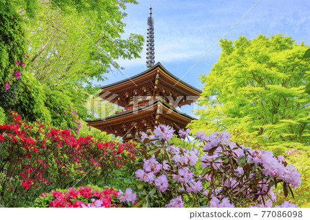 Okadera: Fresh green and Ishikusu flowers and peony blooming in the precincts 77086098