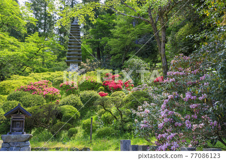 岡寺:院內盛開的新綠和石楠花和牡丹 岡寺:院內盛開的新綠和石楠花和牡丹 77086123