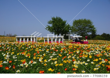 盛開的罌粟 77086159