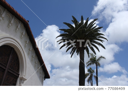棕櫚樹和建築物 77086409