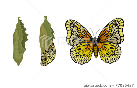 Chrysalis or Nympha as Pupal Stage of Butterfly Development Vector Set Chrysalis or Nympha as Pupal Stage of Butterfly Development Vector Set 77086487