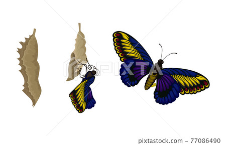 Chrysalis or Nympha as Pupal Stage of Butterfly Development Vector Set Chrysalis or Nympha as Pupal Stage of Butterfly Development Vector Set 77086490