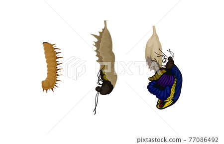 Chrysalis or Nympha as Pupal Stage of Butterfly Development Vector Set Chrysalis or Nympha as Pupal Stage of Butterfly Development Vector Set 77086492