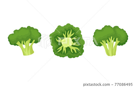 Broccoli as Edible Green Plant with Flowering Head and Stalk Vector Set 77086495