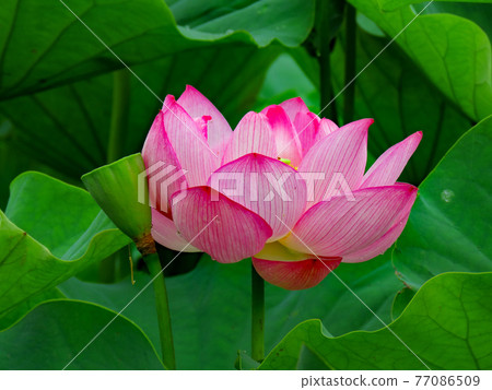 Lotus flower Lotus flower 77086509