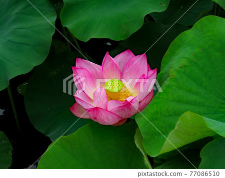 蓮花 77086510