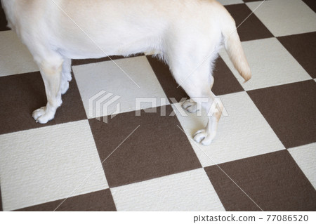 Labrador retriever lower body 77086520