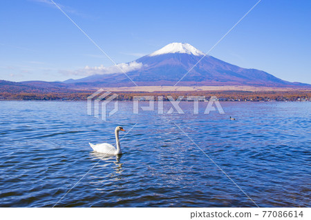 [Yamanashi Prefecture] Autumn Yamanakako and Mt. Fuji / Swan 77086614