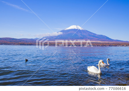 [Yamanashi Prefecture] Autumn Yamanakako and Mt. Fuji / Swan 77086616