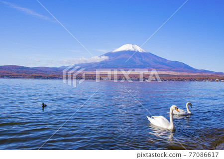[Yamanashi Prefecture] Autumn Yamanakako and Mt. Fuji / Swan 77086617