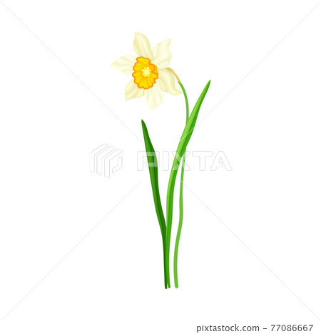 White Flower of Narcissus Spring Flowering Perennial Plant on Leafless Stem Closeup Vector Illustration White Flower of Narcissus Spring Flowering Perennial Plant on Leafless Stem Closeup Vector Illustration 77086667