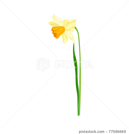 Narcissus as Spring Flowering Perennial Plant with Yellow Flower and Leafless Stem Closeup Vector Illustration Narcissus as Spring Flowering Perennial Plant with Yellow Flower and Leafless Stem Closeup Vector Illustration 77086669