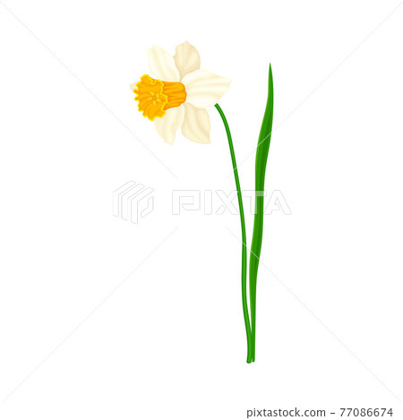 White Flower of Narcissus Spring Flowering Perennial Plant on Leafless Stem Closeup Vector Illustration 77086674