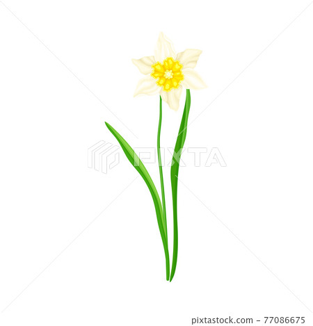White Flower of Narcissus Spring Flowering Perennial Plant on Leafless Stem Closeup Vector Illustration White Flower of Narcissus Spring Flowering Perennial Plant on Leafless Stem Closeup Vector Illustration 77086675
