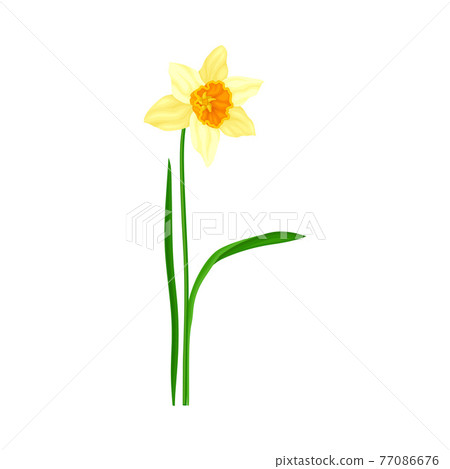 Daffodil or Jonquil Spring Flowering Plant with Yellow Flower and Leafless Stem Closeup Vector Illustration Daffodil or Jonquil Spring Flowering Plant with Yellow Flower and Leafless Stem Closeup Vector Illustration 77086676