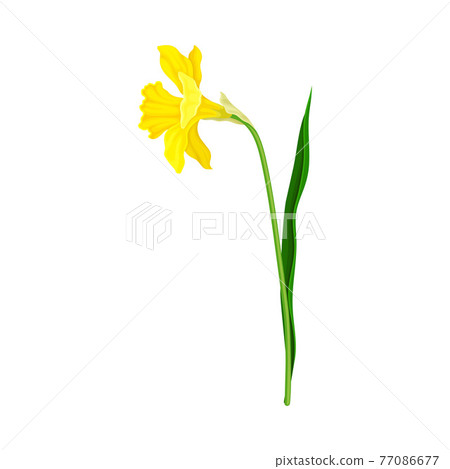 Daffodil or Jonquil Spring Flowering Plant with Yellow Flower and Leafless Stem Closeup Vector Illustration Daffodil or Jonquil Spring Flowering Plant with Yellow Flower and Leafless Stem Closeup Vector Illustration 77086677