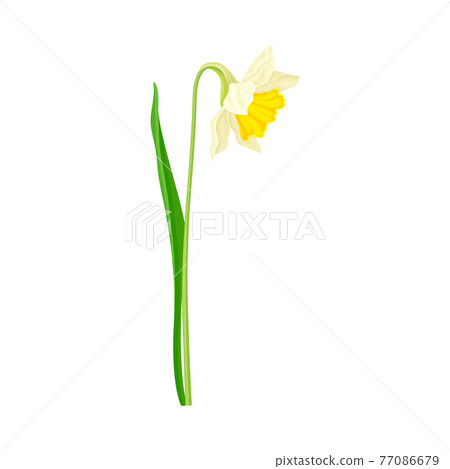 White Flower of Narcissus Spring Flowering Perennial Plant on Leafless Stem Closeup Vector Illustration White Flower of Narcissus Spring Flowering Perennial Plant on Leafless Stem Closeup Vector Illustration 77086679