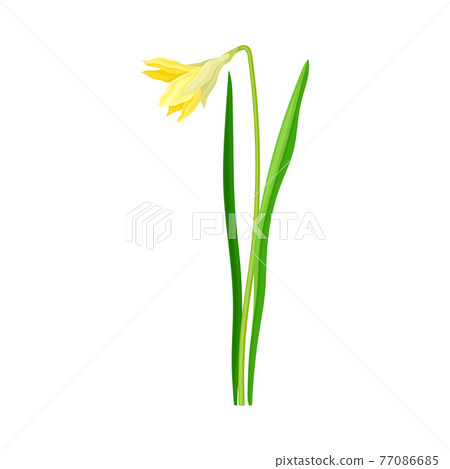 Daffodil or Jonquil Spring Flowering Plant with Yellow Flower and Leafless Stem Closeup Vector Illustration Daffodil or Jonquil Spring Flowering Plant with Yellow Flower and Leafless Stem Closeup Vector Illustration 77086685