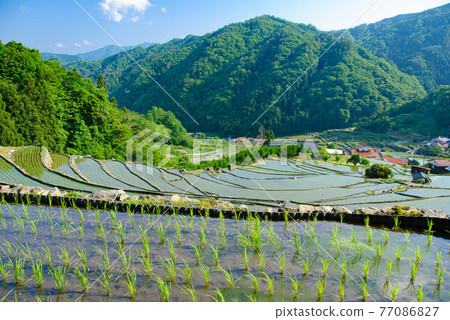 Rice terraces early summer 77086827