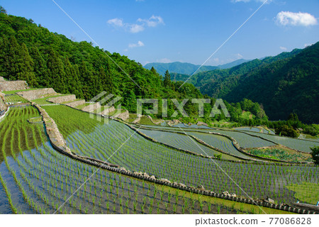 梯田：初夏陽光明媚 77086828