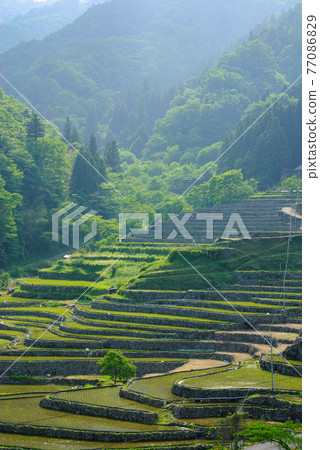 Tanada日本的原始風景 77086829