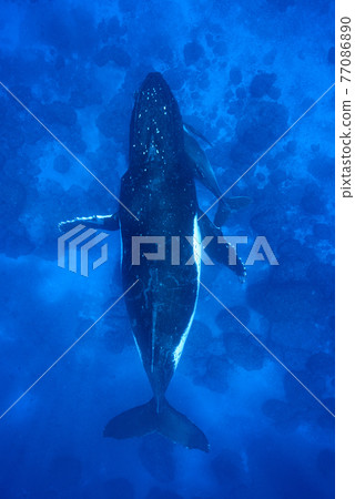Humpback whale 77086890