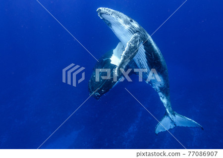 Humpback whale Humpback whale 77086907