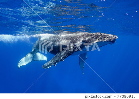 Humpback whale 77086913