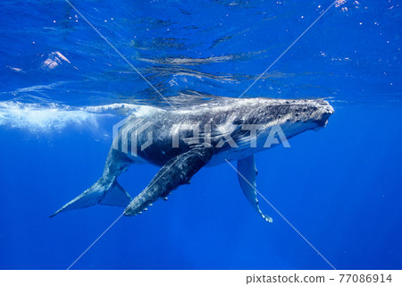 Humpback whale 77086914