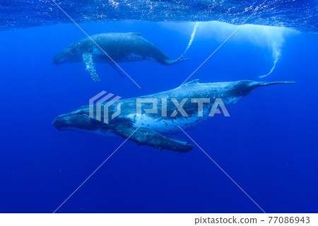 座頭鯨 77086943