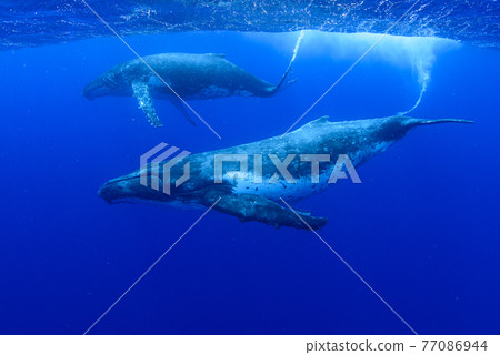 Humpback whale 77086944