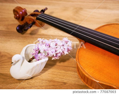 Violin and lilac 77087003
