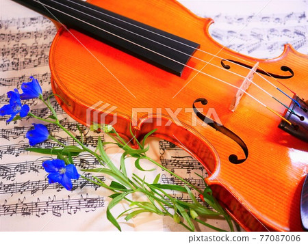 小提琴和飛燕草 77087006