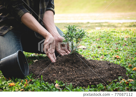 Man planting seedling into soil and protect new growing seedling while working in the garden 77087112