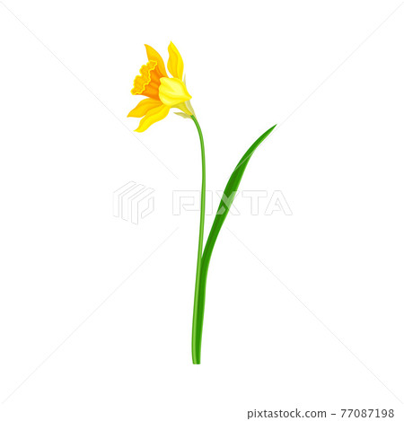 Narcissus as Spring Flowering Perennial Plant with Yellow Flower and Leafless Stem Closeup Vector Illustration Narcissus as Spring Flowering Perennial Plant with Yellow Flower and Leafless Stem Closeup Vector Illustration 77087198