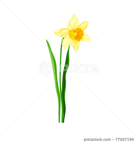 Narcissus as Spring Flowering Perennial Plant with Yellow Flower and Leafless Stem Closeup Vector Illustration Narcissus as Spring Flowering Perennial Plant with Yellow Flower and Leafless Stem Closeup Vector Illustration 77087199