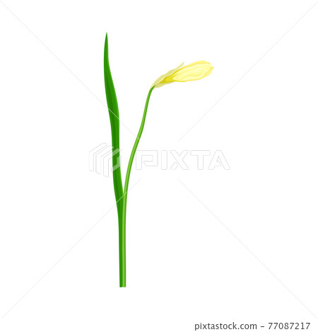 Flower Bud of Narcissus as Spring Flowering Perennial Plant on Leafless Stem Closeup Vector Illustration Flower Bud of Narcissus as Spring Flowering Perennial Plant on Leafless Stem Closeup Vector Illustration 77087217