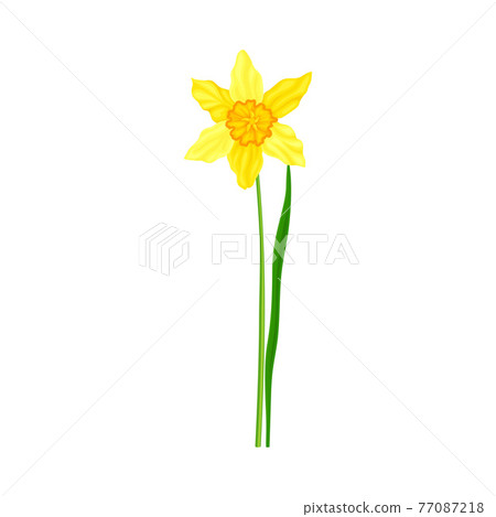 Narcissus as Spring Flowering Perennial Plant with Yellow Flower and Leafless Stem Closeup Vector Illustration Narcissus as Spring Flowering Perennial Plant with Yellow Flower and Leafless Stem Closeup Vector Illustration 77087218